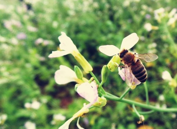 Những chú ong cần mẫn kiếm ăn mùa hoa cải Mộc Châu